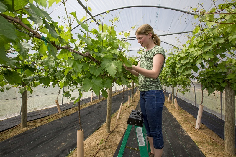 Student pruning grape vines in high tunnel