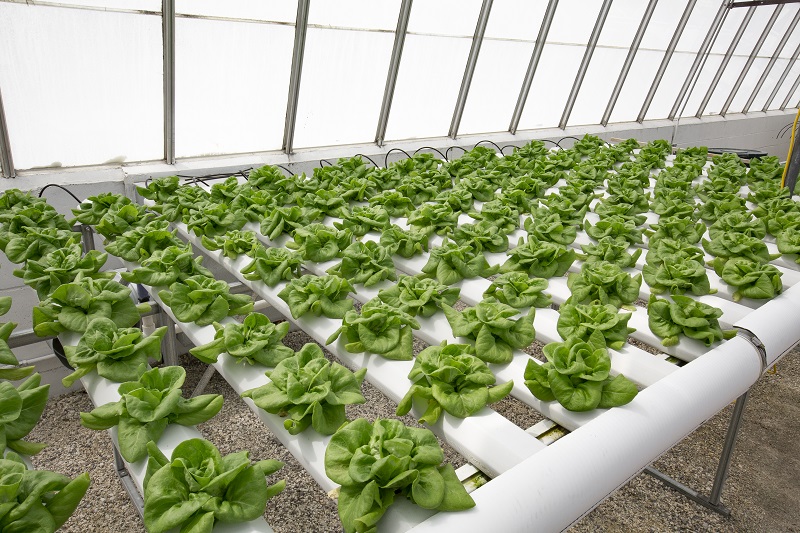 hydroponic lettuce growing in greenhouse