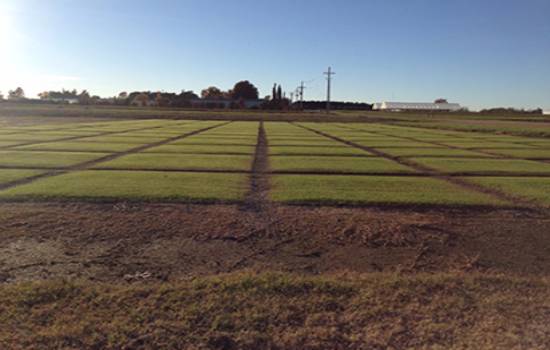 turfgrass plots