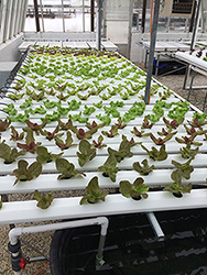 hydroponic lettuce growing in greenhouse